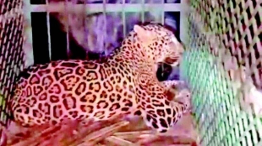 Leopard trapped in cage meant for elusive black panther in Dharbandora