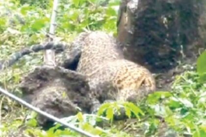 Leopard trapped in snare dies