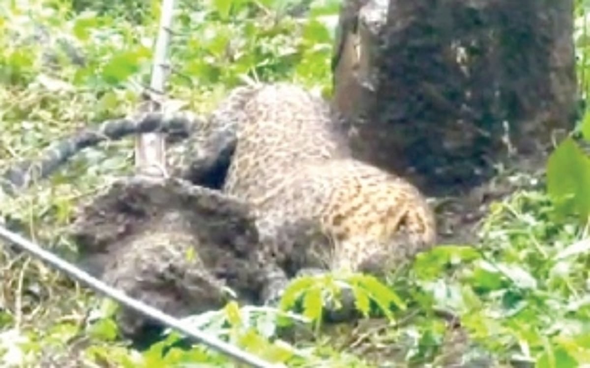 Leopard trapped in snare dies