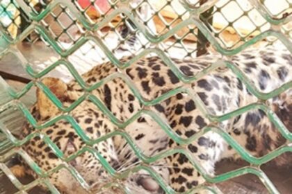 Leopard trapped in snare, rescued