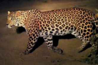 Leopard’s sighting creates panic at Savoi Verem