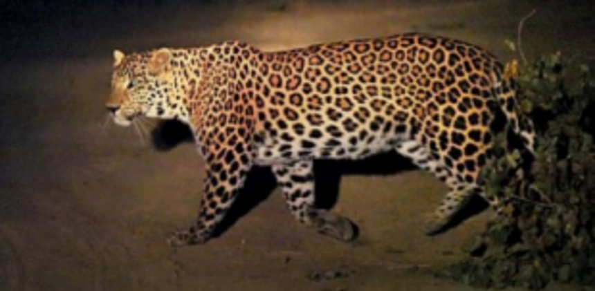 Leopard’s sighting creates panic at Savoi Verem 1 Leopard’s sighting creates panic at Savoi Verem
