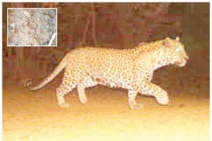 Leopards spotted in residential  areas at Kavlem and Talavalim