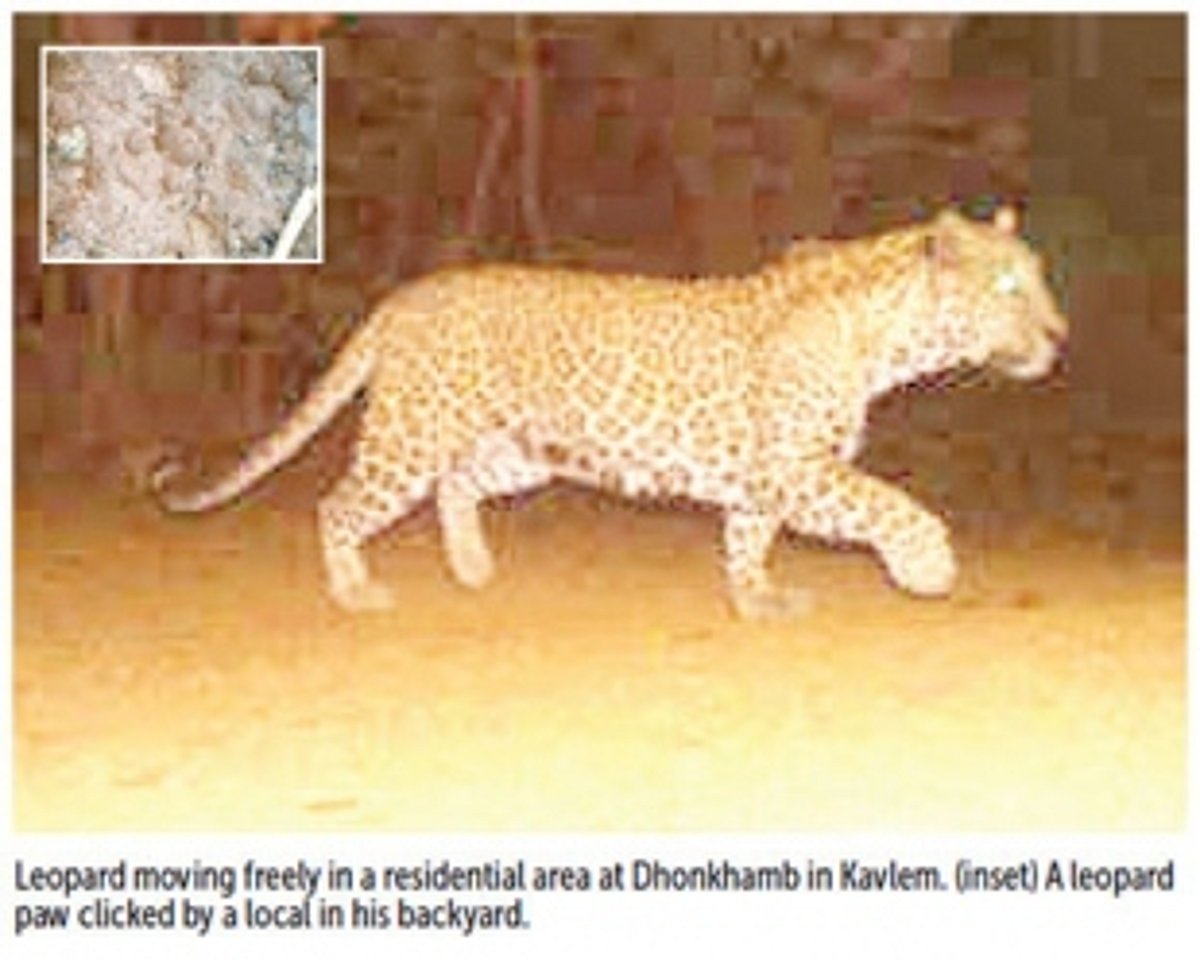 Leopards spotted in residential  areas at Kavlem and Talavalim