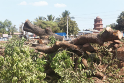 Let not real estate have priority over preservation of trees