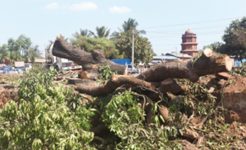 Let not real estate have priority over preservation of trees