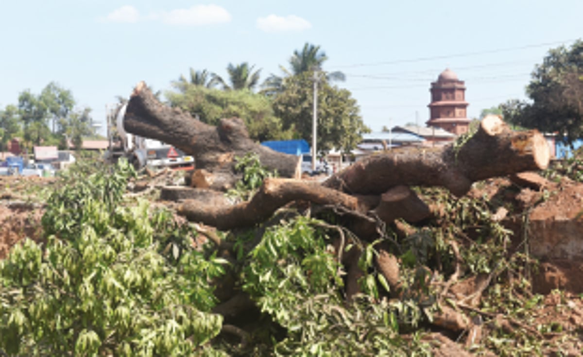 Let not real estate have priority over preservation of trees