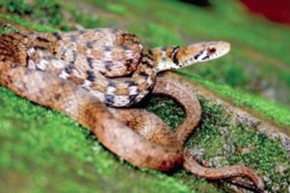 Let’s talk about serpents