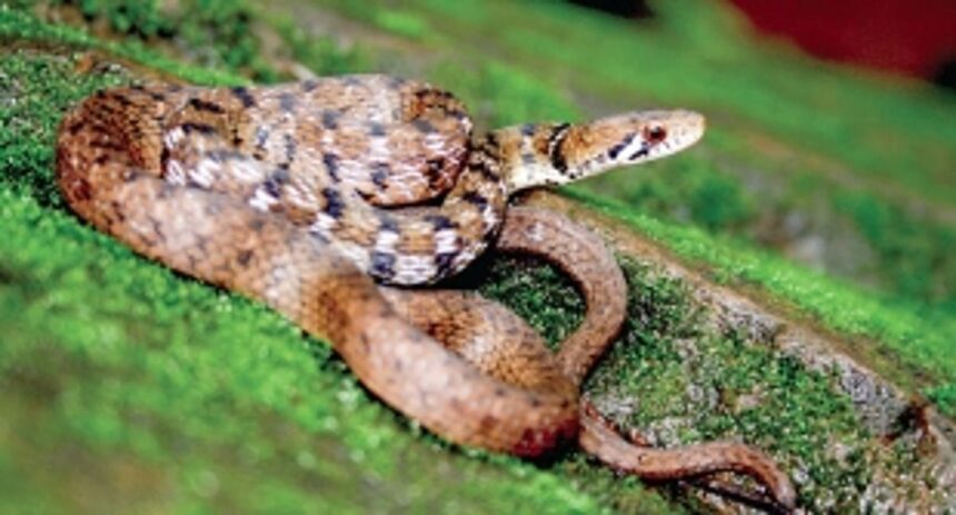 Let’s talk about serpents