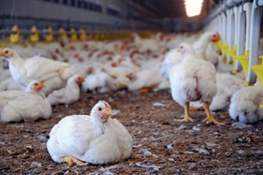 Live poultry import permitted with certain restrictions 1 Live poultry import permitted with certain restrictions