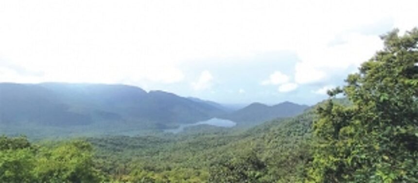 LoP Alemao claims ‘fire mafia’ torching forests to make way for real estate development