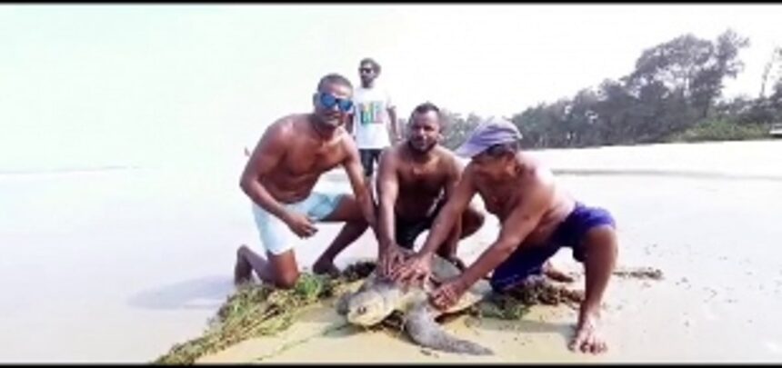 Local Fishermen Rescue Sea Turtle at Varca Beach