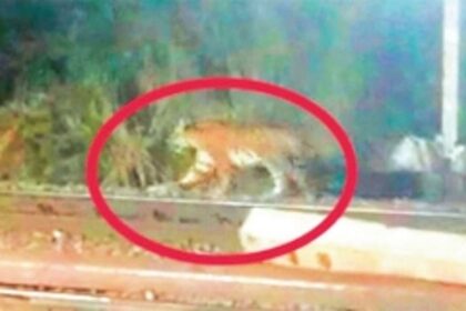 Locals anxious after tiger spotted at Karanjal-Collem railway station