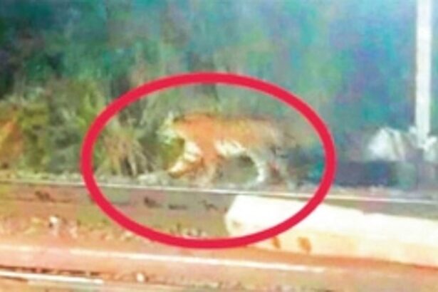 Locals anxious after tiger spotted at Karanjal-Collem railway station