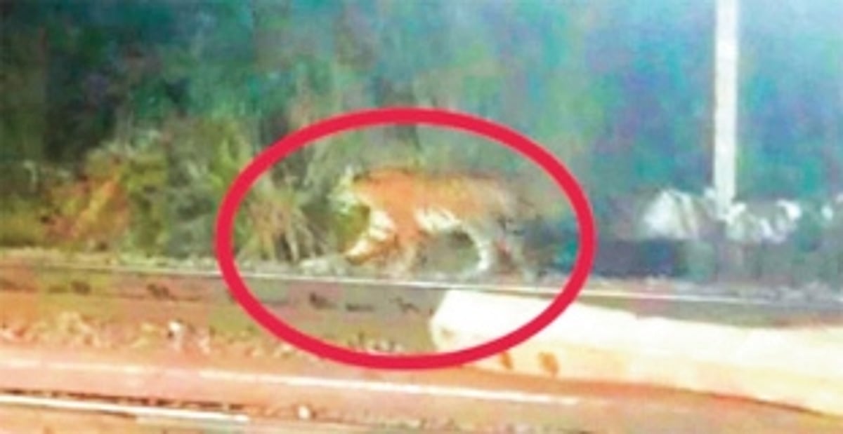 Locals anxious after tiger spotted at Karanjal-Collem railway station