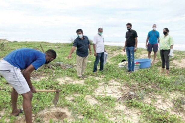 Locals go green on Environment Day, plant ‘kherr’ on Velsao Beach