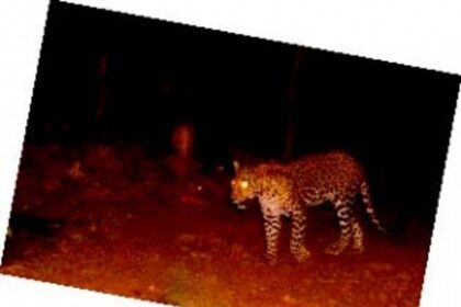 Locals on edge as male leopard evades capture in touristy Patnem