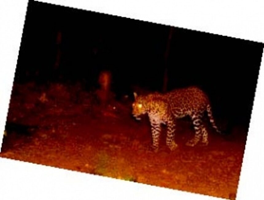 Locals on edge as male leopard evades capture in touristy Patnem 1 Locals on edge as male leopard evades capture in touristy Patnem