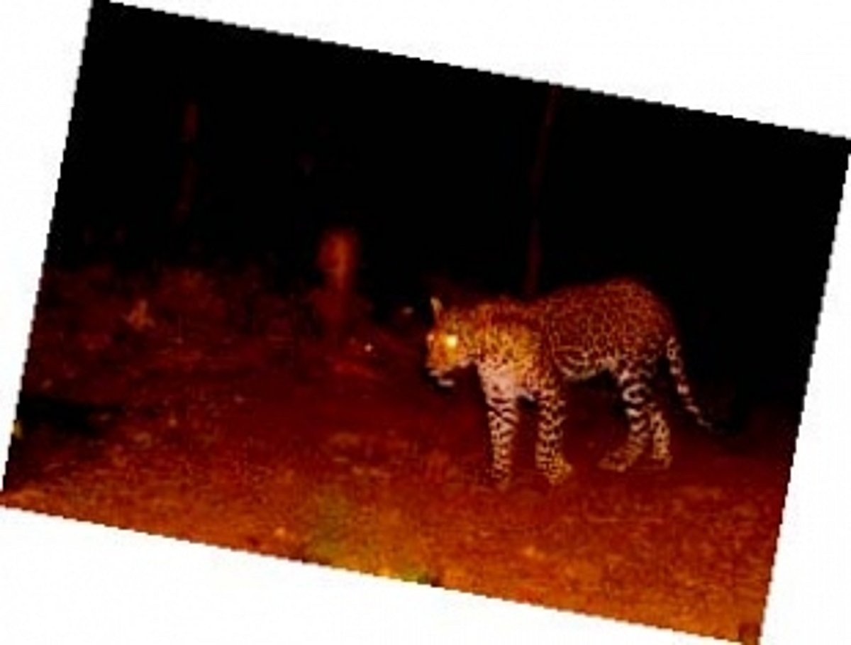 Locals on edge as male leopard evades capture in touristy Patnem