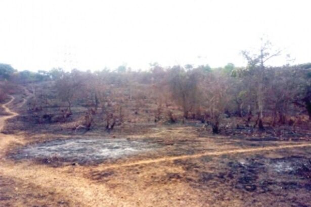 Locals protest tree cutting on Chirpute Hills; demand action