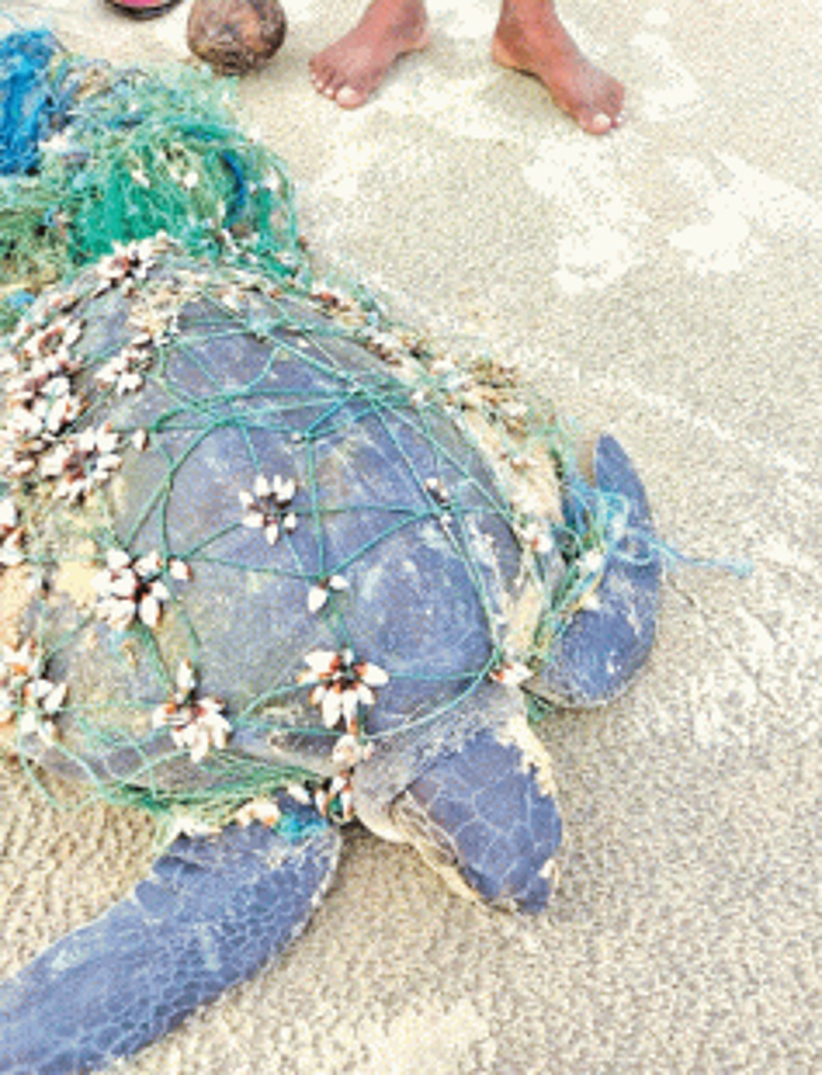 Locals rescue Olive Ridley turtle from ghost nets at Mobor