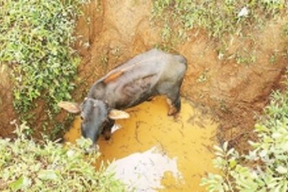 Locals rescue calf stuck near Chapoli Dam
