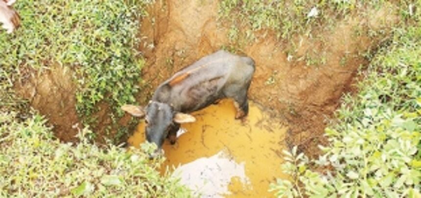 Locals rescue calf stuck near Chapoli Dam 1 Locals rescue calf stuck near Chapoli Dam