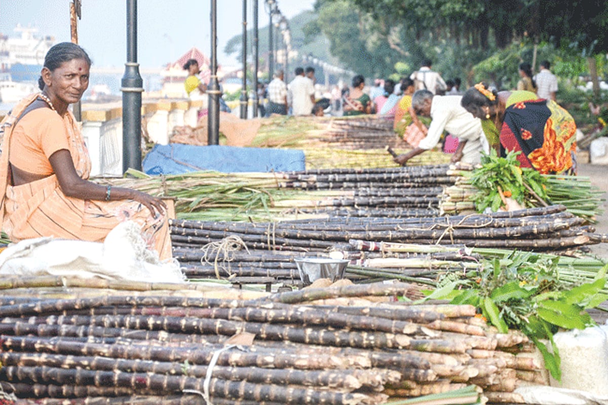 Locals selling sugarcane near Panjim market for Tulsi Vivah which will be celebrated on November 14