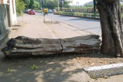 Log obstructing pedestrians