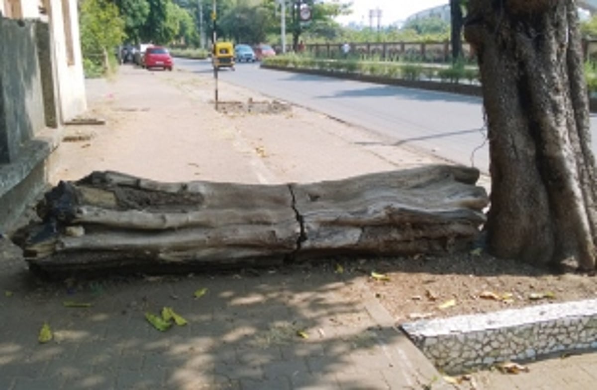 Log obstructing pedestrians