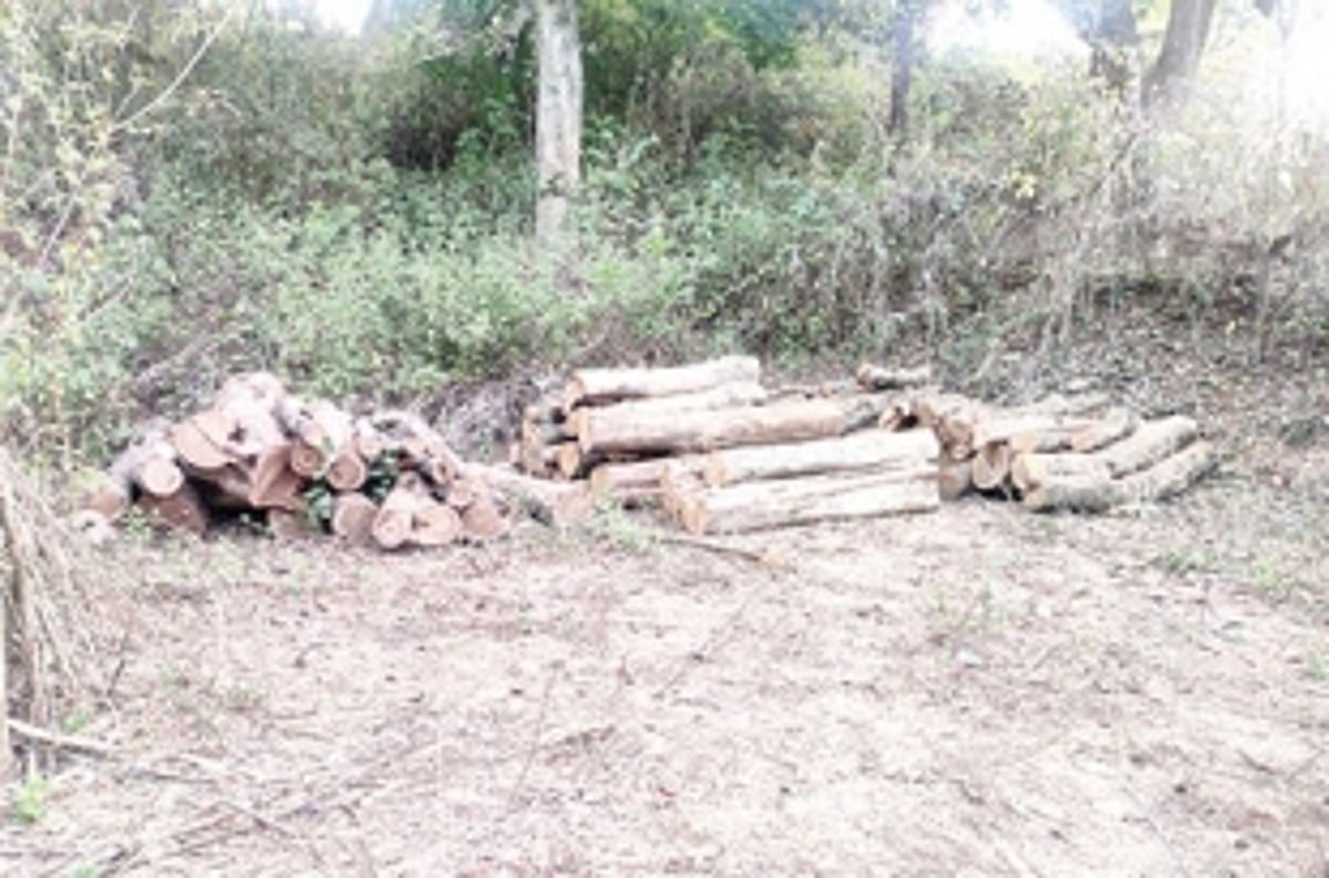 Logs seized at Parsem