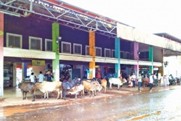 Loitering stray cattle cause nuisance in Mapusa