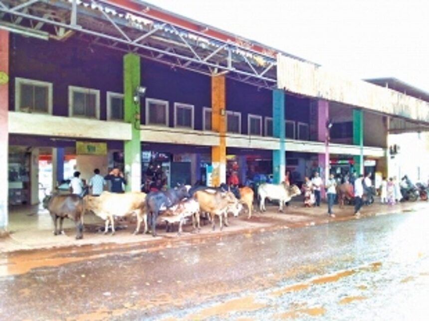 Loitering stray cattle cause nuisance in Mapusa 1 Loitering stray cattle cause nuisance in Mapusa
