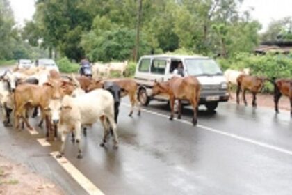 Loitering stray cattle causing accidents, nuisance in Mapusa