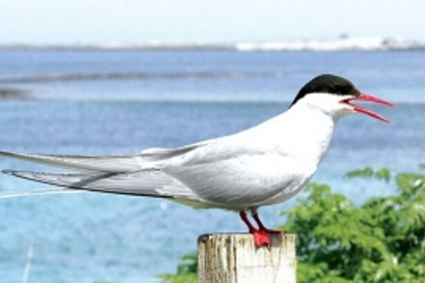 Long distance migratory bird spreading multi-drug resistant bacteria in Arctic: NCPOR study