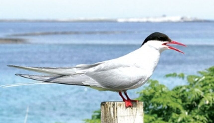 Long distance migratory bird spreading multi-drug resistant bacteria in Arctic: NCPOR study