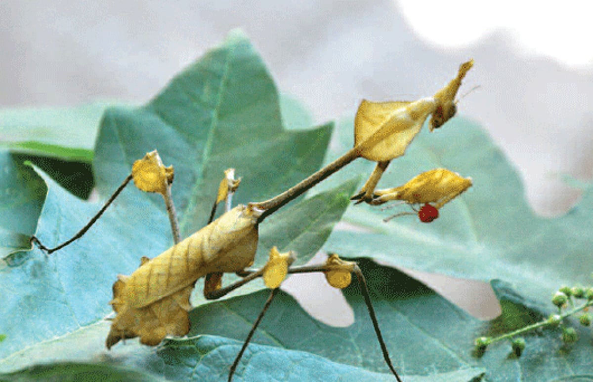 Look ALikE: Praying mantis, a rare insect; looks like a dry leaf was spotted in a garden at Panjim.