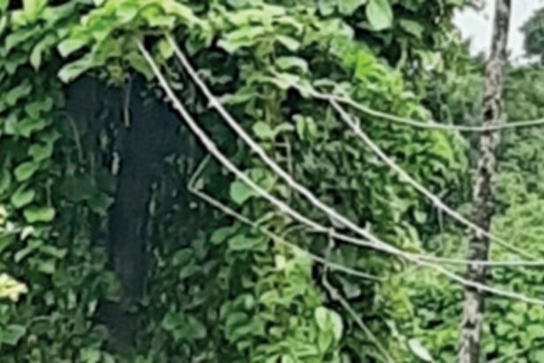 Loose electricity supply lines  pose danger to Marangan locals