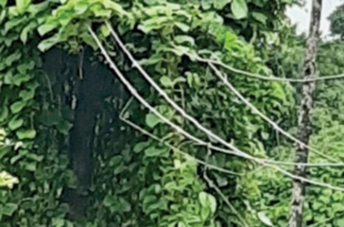 Loose electricity supply lines  pose danger to Marangan locals