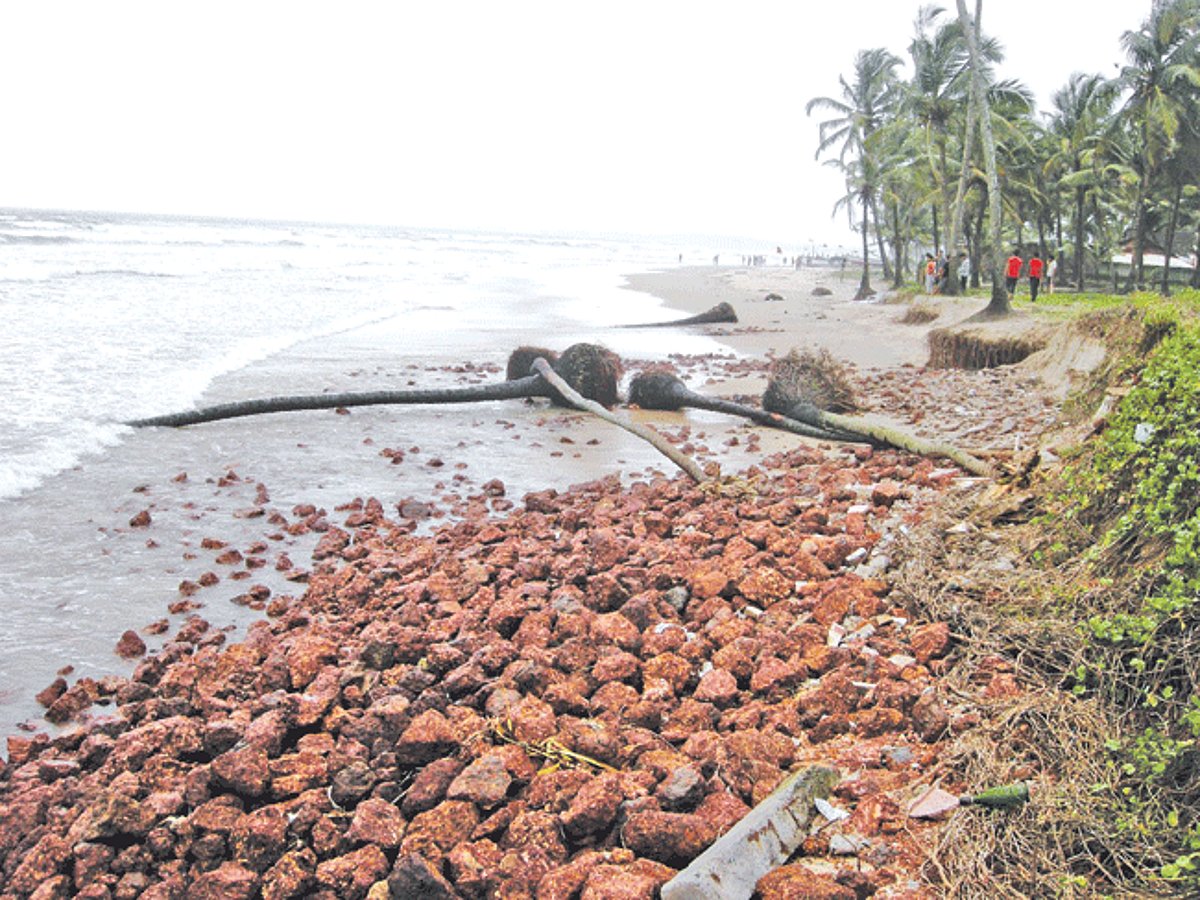 Loose stones and coconut trees lying on the beach.