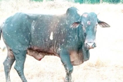 Lumpy skin disease continues to spread among cattle in Valpoi