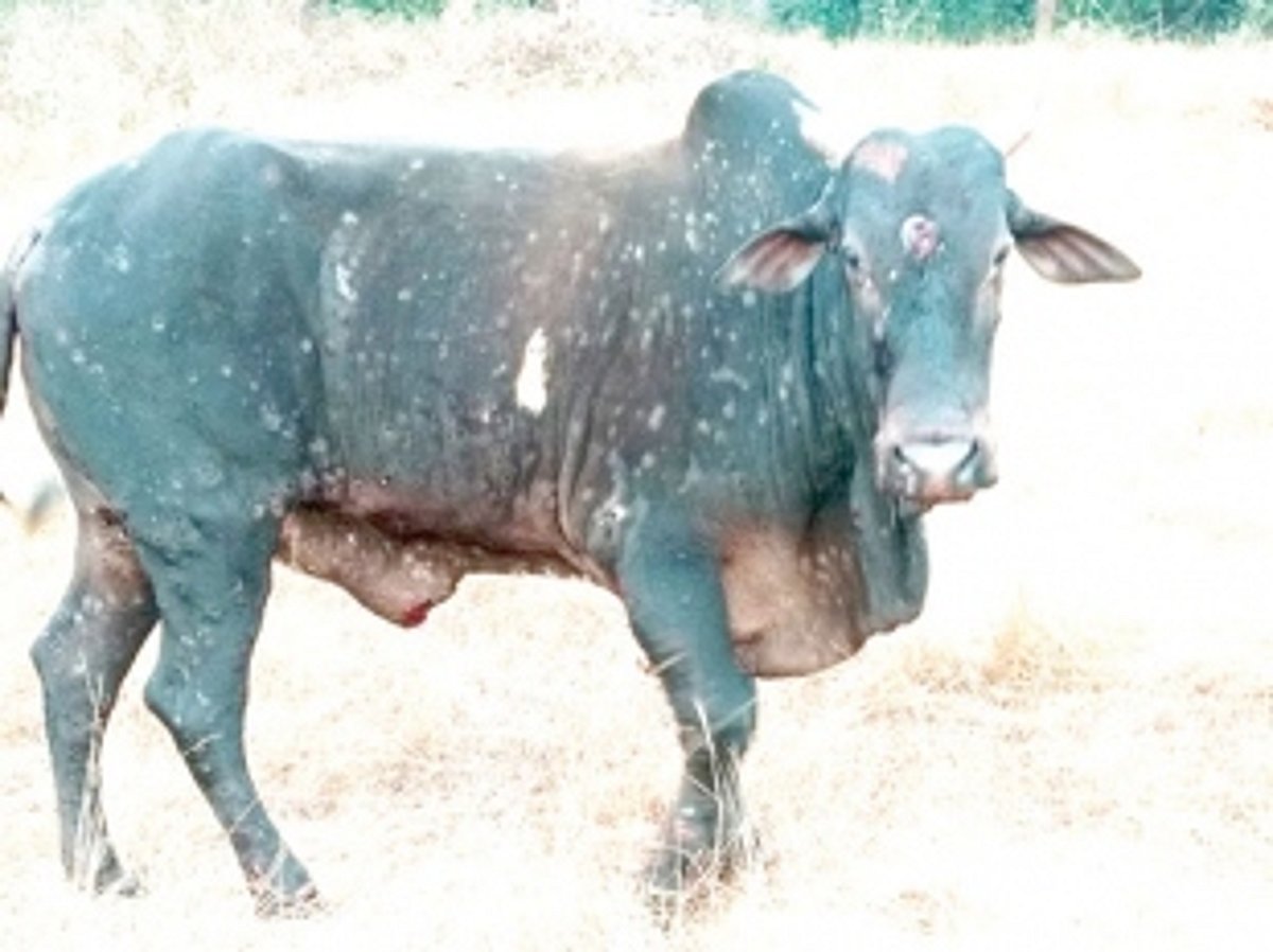 Lumpy skin disease continues to spread among cattle in Valpoi
