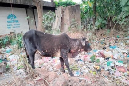 Lumpy skin disease spreads in Valpoi