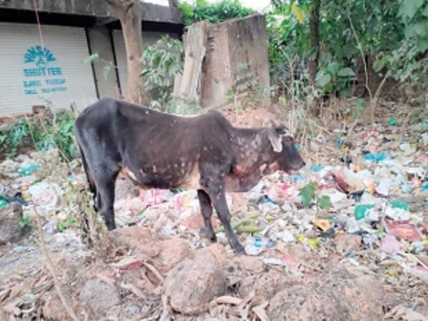 Lumpy skin disease spreads in Valpoi