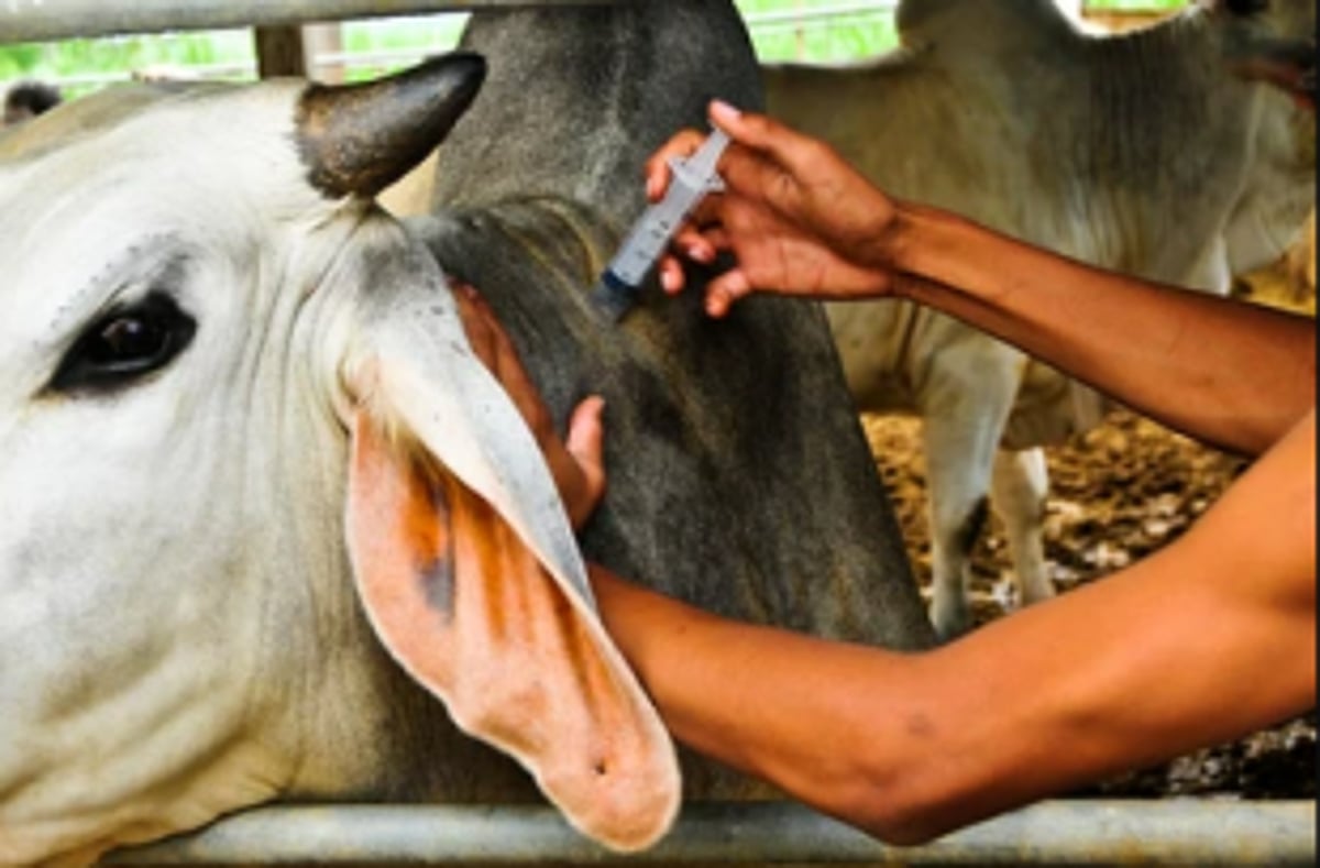 Lumpy skin disease  vaccines yet to  arrive from Bangalore
