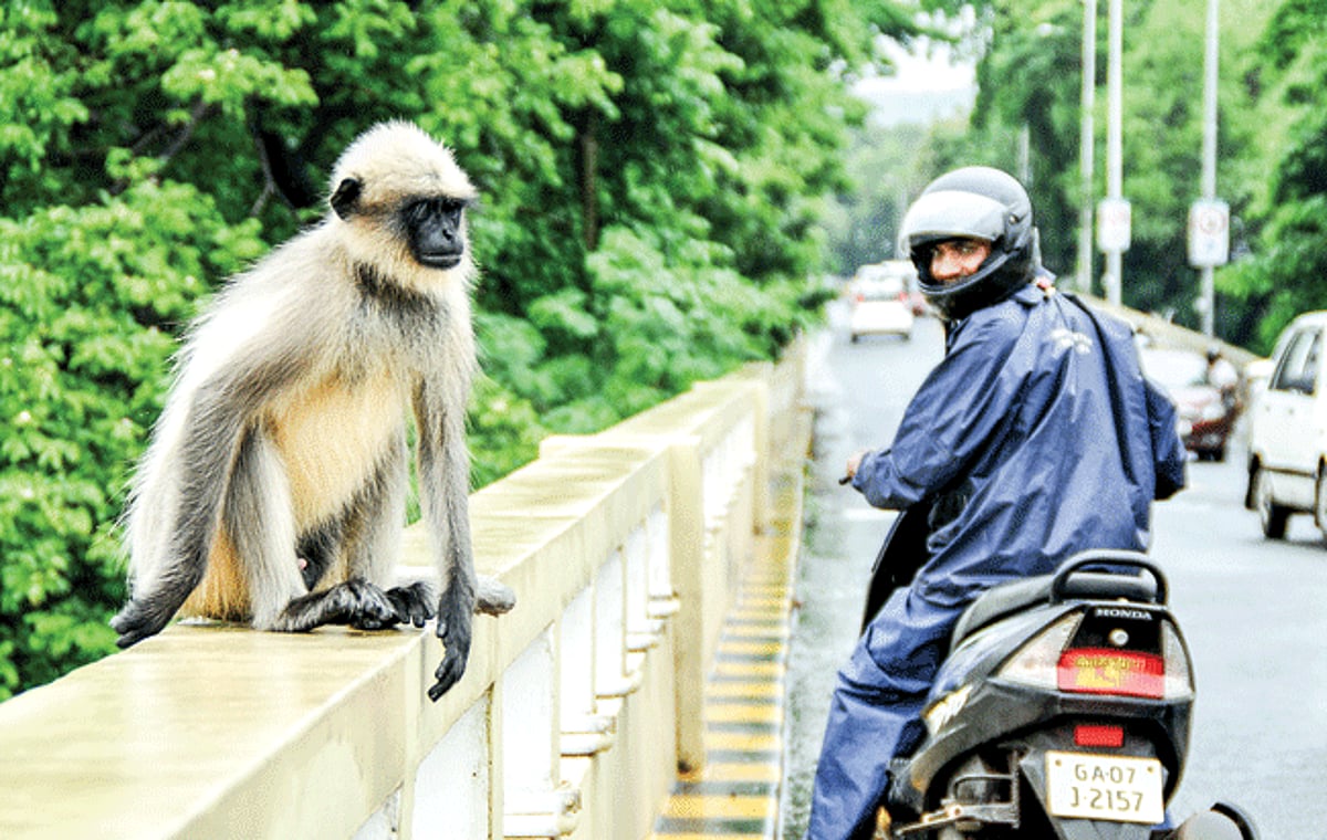 MANNING TRAFFIC!!! A scooterist halts while he has a glimpse of a monkey sitting on the railings that distracts traffic on the Mandovi bridge in Panjim.