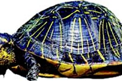 MANTRA OF ENVIRONMENT LAW
BREAKERS: Destroy & disappear without paying the penalty