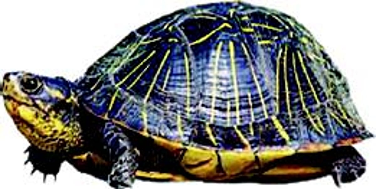 MANTRA OF ENVIRONMENT LAW
BREAKERS: Destroy & disappear without paying the penalty