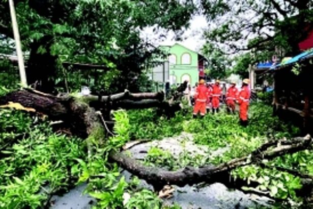MLAs push for increased funds  for pre-monsoon tree trimming as Goa grapples with storm damage