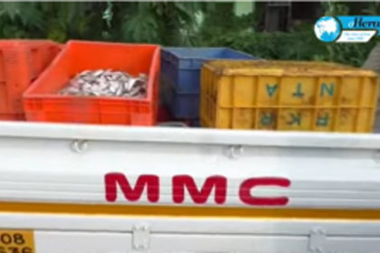MMC cracks whip on vendors selling rotten fish